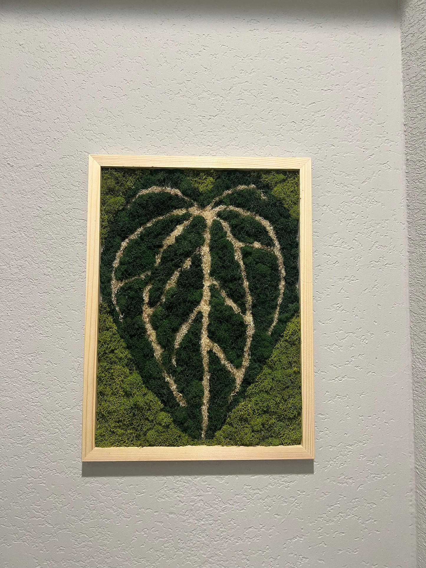 Anthurium crystallinum